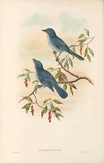 Cerulean flycatcher Species of bird