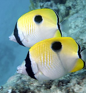 Teardrop butterflyfish (Chaetodon unimaculatus)