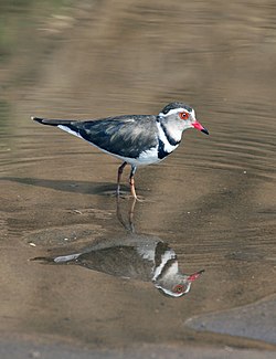 Charadrius tricollaris -near Sand River Selous, Selous Game Reserve, Tanzania-8.jpg