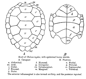 Drawing of turtle carapace and plastron showing respectively, vertebral, costal, marginal, and supracaudal and intergular, gular, pectoral, abdominal, humeral, femoral, anal, axillary (anterior inframarginal), and inguinal (posterior inframarginal) shields