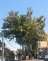 درخت چنار ۱۲۰۰ ساله در اسکو