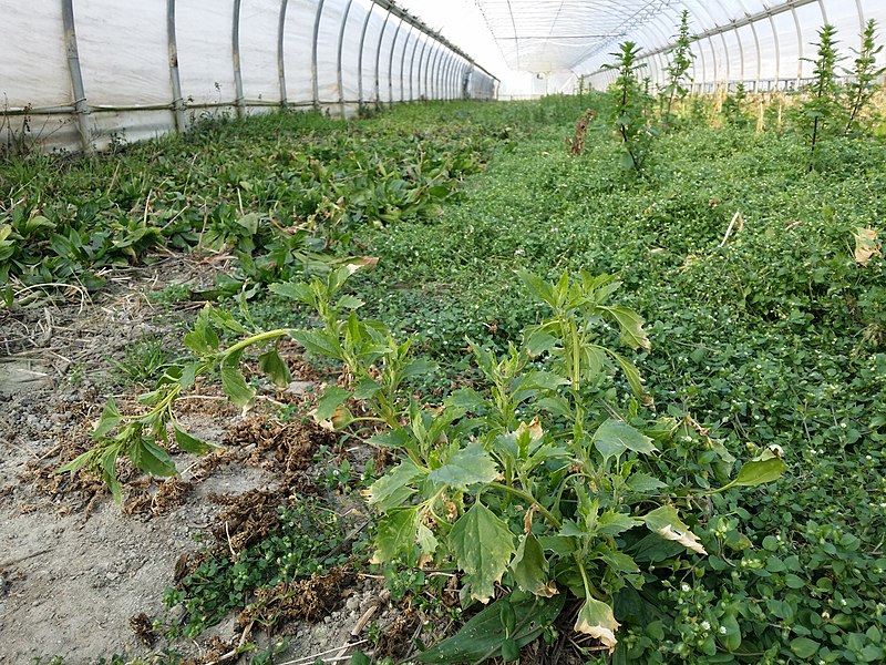 File:Chenopodium murale sl101.jpg