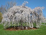 Cherry blossom at Cornell University