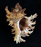 Chicoreus asianus