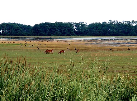 Deer and geese on the bayside wetlands
