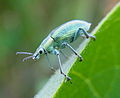 Chlorophanus excisus