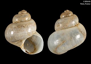 <i>Choristella nofronii</i> Species of gastropod