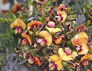 <i>Chorizema obtusifolium</i> Species of legume