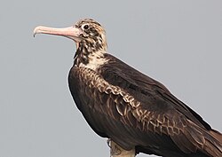 Остров Рождества Frigatebird.JPG