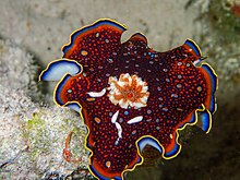 Chromodoris charlottae02.jpg