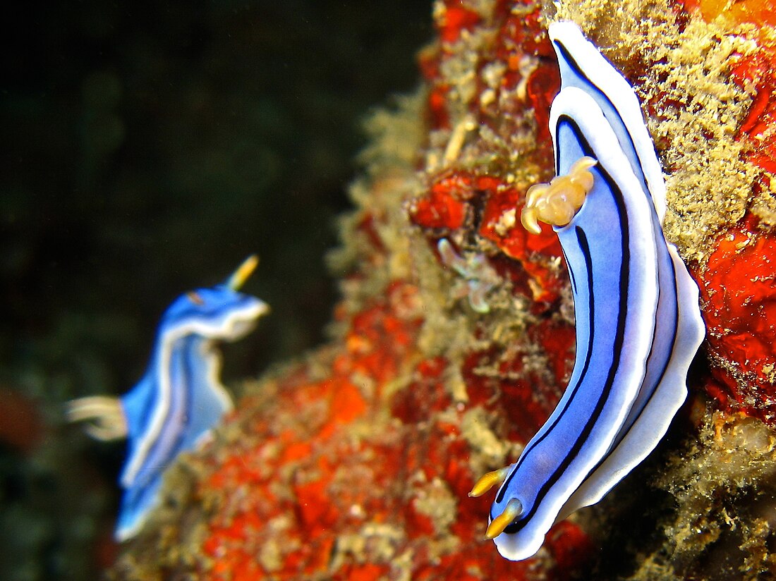 File:Chromodoris lochi (AA3).jpg