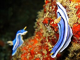 Chromodoris lochi