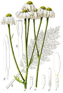 Chrysanthemum corymbosum Sturm48.jpg