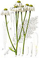 Chrysanthème en corymbe