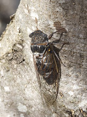 Cicada orni