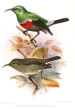 Thumbnail for Neergaard's sunbird