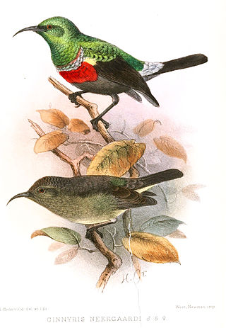 <span class="mw-page-title-main">Neergaard's sunbird</span> Species of bird