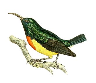 The park is an important site for Mayotte sunbirds Cinnyris coquerellii 1868.jpg