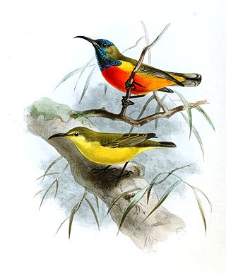 <span class="mw-page-title-main">Flame-breasted sunbird</span> Species of bird