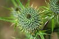 * Nomination Spear thistle (Cirsium vulgare) near Mitterbach am Erlaufsee, Lower Austria --Uoaei1 03:49, 21 September 2016 (UTC) * Promotion Good quality. --Johann Jaritz 04:07, 21 September 2016 (UTC)