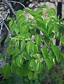 Cissus verticillata subsp. verticillata