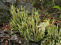 Thumbnail for Cladonia subulata