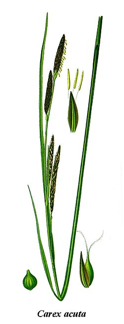 Cleaned-Illustration Carex acuta.jpg