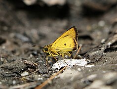 Zographetus dzonguensis (Chocolate-bordered Flitter), ventral