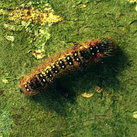 Caterpillar Clostera anastomosis larva.jpg