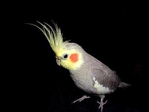 Cockatiel Colour Genetics