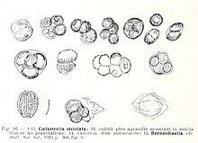 Coelastrella striolata.jpg