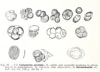 <i>Coelastrella</i> Genus of algae