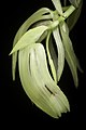 Coelogyne assamica