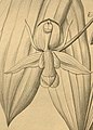 Coelogyne beccarii (as syn. Coelogyne micholitziana) plate 256 in: H. G. Reichenbach: Xenia orchidacea - vol. 3 (1900) (Detail)