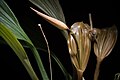 Coelogyne xyrekes