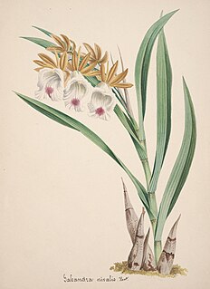 <i>Galeandra nivalis</i> Species of orchid