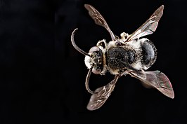 Colletes nudus