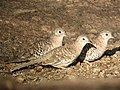 Columbina squammata Tortolita escamada Scaled Dove (15718067874).jpg