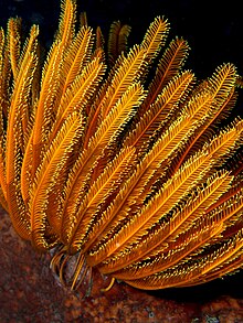 Comanthia schlegeli (Feather star).jpg