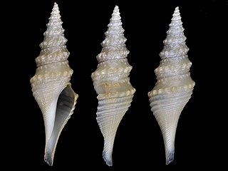 <i>Comispira compta</i> Species of gastropod