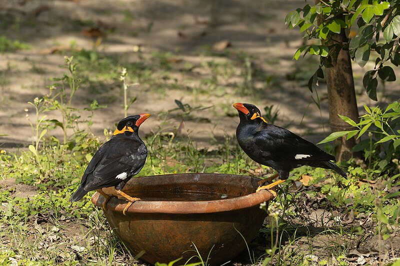 File:Common hill myna 12.jpg