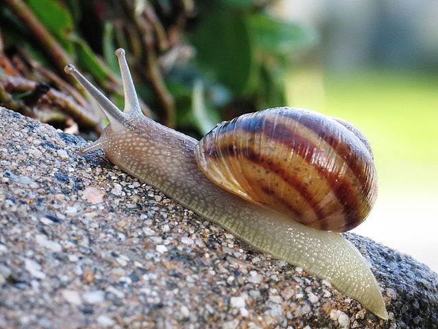 ’N èscargot (Helix aspersa). (veré dèfenicion 1 024 × 768*)