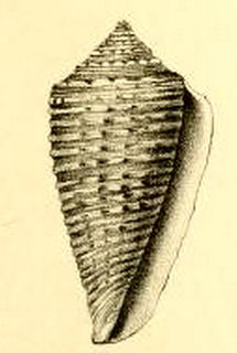 <i>Conus grangeri</i> species of mollusc