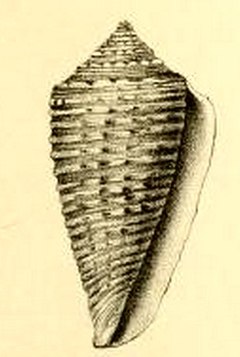 Description de l'image Conus grangeri 001.jpg.