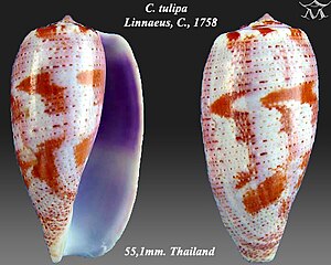 Enclosure of Conus tulipa