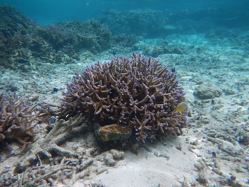 File:Coral reefs, Falealupo beach, Savai'i, Samoa (1) - August 2016.jpg