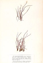 Thumbnail for Cordylecladia erecta