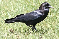 Corvus Capensis