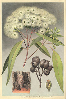 <i>Corymbia gummifera</i> species of plant