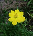 Cosmos sulphureus, Chuồn chuồn hoa vàng ở Kerala, Ấn Độ